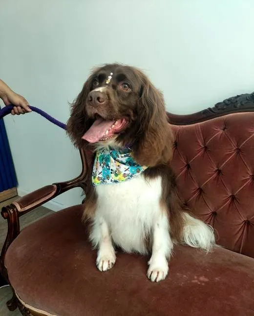 Canela en Villa Patitaas