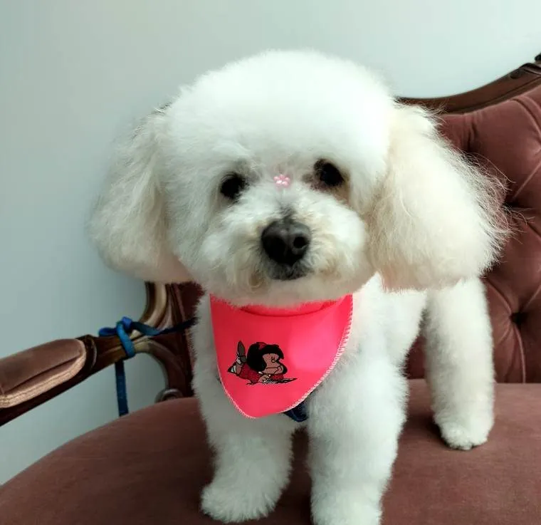 Lupa, de pelo blanco y rizado, recién arreglada con bandana