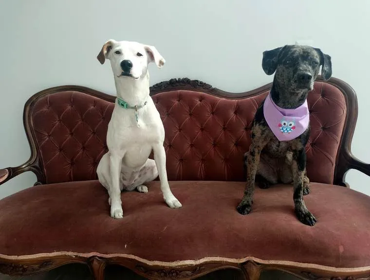 Vainilla y Luna en el sofá de Villa Patitaas